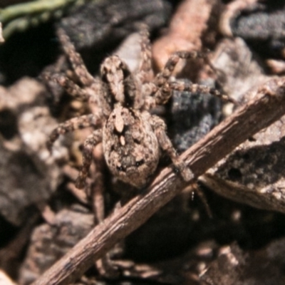 Lycosidae (family) (Unidentified wolf spider) at Namadgi National Park - 9 Dec 2017 by SWishart