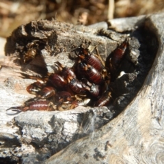 Forficula auricularia (European Earwig) at Stromlo, ACT - 4 Jan 2018 by MichaelMulvaney