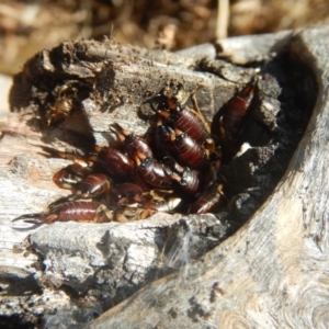 Forficula auricularia at Stromlo, ACT - 5 Jan 2018 09:14 AM