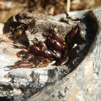 Forficula auricularia (European Earwig) at Stromlo, ACT - 4 Jan 2018 by MichaelMulvaney