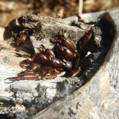 Forficula auricularia (European Earwig) at Stromlo, ACT - 5 Jan 2018 by MichaelMulvaney