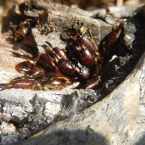 Forficula auricularia at Stromlo, ACT - 5 Jan 2018 09:14 AM