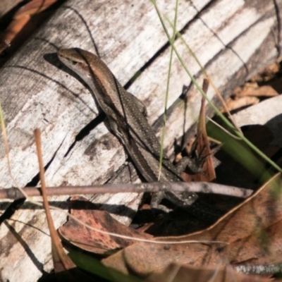 Lampropholis guichenoti (Common Garden Skink) at Paddys River, ACT - 9 Dec 2017 by SWishart