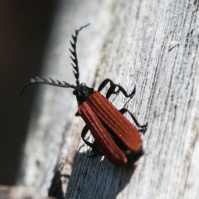 Porrostoma sp. (genus) (Lycid, Net-winged beetle) at Tidbinbilla Nature Reserve - 9 Dec 2017 by SWishart