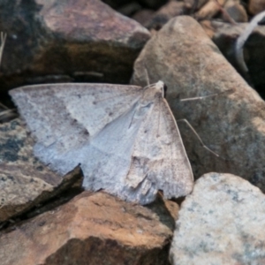 Epidesmia hypenaria at Paddys River, ACT - 9 Dec 2017