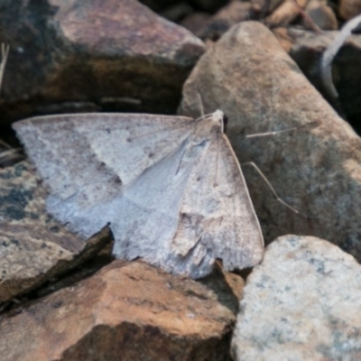 Epidesmia hypenaria (Long-nosed Epidesmia) at Paddys River, ACT - 9 Dec 2017 by SWishart