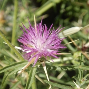 Centaurea calcitrapa at Belconnen, ACT - 5 Jan 2018