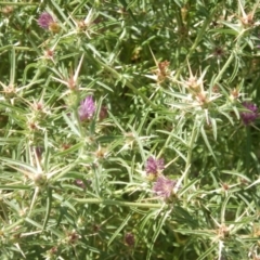 Centaurea calcitrapa at Belconnen, ACT - 5 Jan 2018