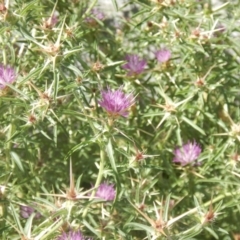 Centaurea calcitrapa at Belconnen, ACT - 5 Jan 2018