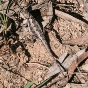 Rankinia diemensis at Paddys River, ACT - 9 Dec 2017