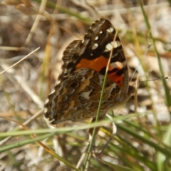 Vanessa kershawi (Australian Painted Lady) at Belconnen, ACT - 5 Jan 2018 by MichaelMulvaney