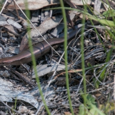 Lampropholis delicata (Delicate Skink) at Paddys River, ACT - 9 Dec 2017 by SWishart