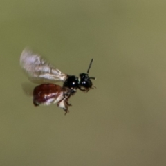 Exoneura sp. (genus) (A reed bee) at Paddys River, ACT - 9 Dec 2017 by SWishart