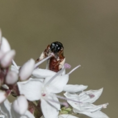 Exoneura sp. (genus) at Paddys River, ACT - 9 Dec 2017