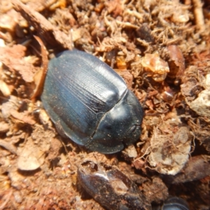 Pterohelaeus piceus at Belconnen, ACT - 5 Jan 2018 11:22 AM