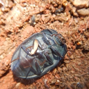 Pterohelaeus piceus at Belconnen, ACT - 5 Jan 2018 11:22 AM