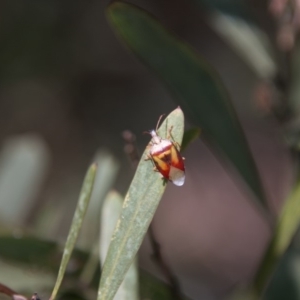 Pentatomidae (family) at Paddys River, ACT - 9 Dec 2017