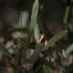 Pentatomidae (family) at Paddys River, ACT - 9 Dec 2017 03:00 PM