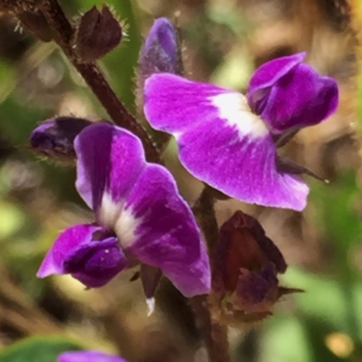 Glycine tabacina (Variable Glycine) at Googong, NSW - 5 Jan 2018 by Wandiyali