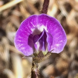 Glycine tabacina at Googong, NSW - 5 Jan 2018