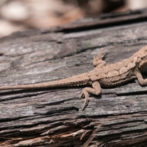 Rankinia diemensis at Paddys River, ACT - 9 Dec 2017