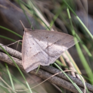 Epidesmia hypenaria at Paddys River, ACT - 9 Dec 2017