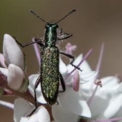 Eleale aspera (Clerid beetle) at Tidbinbilla Nature Reserve - 9 Dec 2017 by SWishart