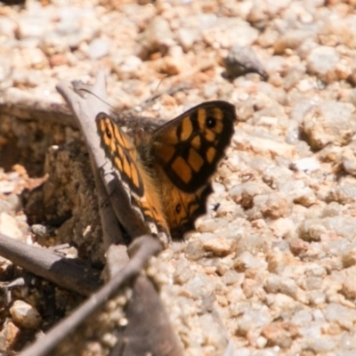 Geitoneura klugii (Marbled Xenica) at Tidbinbilla Nature Reserve - 9 Dec 2017 by SWishart