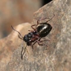 Dolichoderus scabridus (Dolly ant) at Tidbinbilla Nature Reserve - 9 Dec 2017 by SWishart