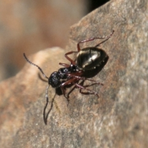 Dolichoderus scabridus at Paddys River, ACT - 9 Dec 2017