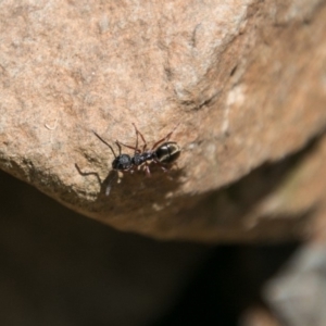 Dolichoderus scabridus at Paddys River, ACT - 9 Dec 2017