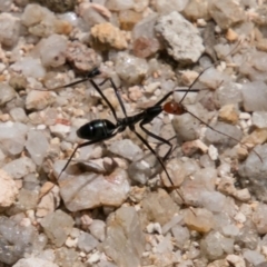 Leptomyrmex erythrocephalus (Spider ant) at Paddys River, ACT - 9 Dec 2017 by SWishart