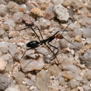 Leptomyrmex erythrocephalus at Paddys River, ACT - 9 Dec 2017 11:09 AM