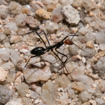 Leptomyrmex erythrocephalus (Spider ant) at Tidbinbilla Nature Reserve - 9 Dec 2017 by SWishart