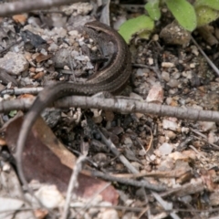 Lampropholis guichenoti (Common Garden Skink) at Paddys River, ACT - 8 Dec 2017 by SWishart