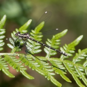 Austroargiolestes calcaris at Paddys River, ACT - 9 Dec 2017 10:30 AM