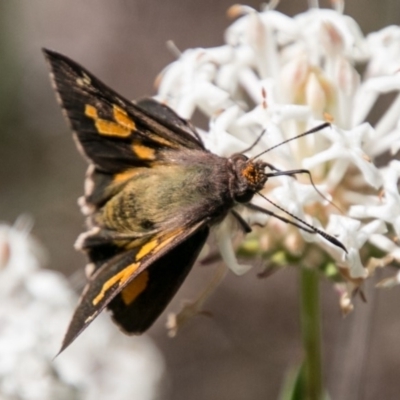 Trapezites phigalioides (Montane Ochre) at Paddys River, ACT - 8 Dec 2017 by SWishart