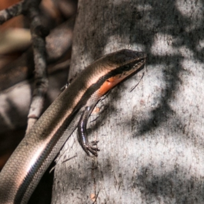 Acritoscincus platynotus (Red-throated Skink) at Paddys River, ACT - 30 Dec 2017 by SWishart