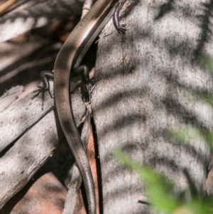 Acritoscincus platynotus at Paddys River, ACT - 30 Dec 2017