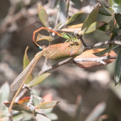 Ischnura aurora (Aurora Bluetail) at Tidbinbilla Nature Reserve - 2 Jan 2018 by SWishart