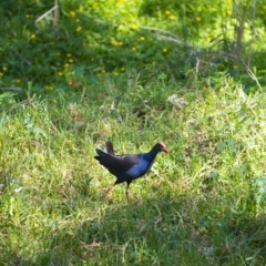 Porphyrio melanotus (Australasian Swamphen) at Millingandi, NSW - 17 Oct 2017 by JulesPhotographer