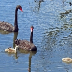 Cygnus atratus (Black Swan) at Jerrabomberra Wetlands - 4 Jan 2018 by RodDeb