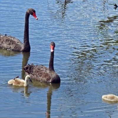 Cygnus atratus (Black Swan) at Fyshwick, ACT - 4 Jan 2018 by RodDeb