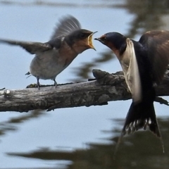 Hirundo neoxena (Welcome Swallow) at Jerrabomberra Wetlands - 4 Jan 2018 by RodDeb