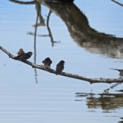 Hirundo neoxena at Fyshwick, ACT - 5 Jan 2018