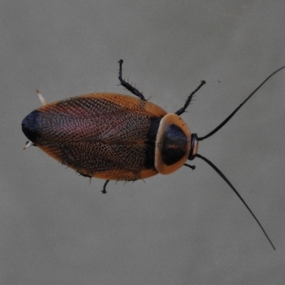 Ellipsidion australe (Austral Ellipsidion cockroach) at Wanniassa, ACT - 5 Jan 2018 by JohnBundock