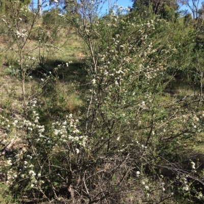 Kunzea ericoides (Burgan) at Burra, NSW - 5 Jan 2018 by alexwatt