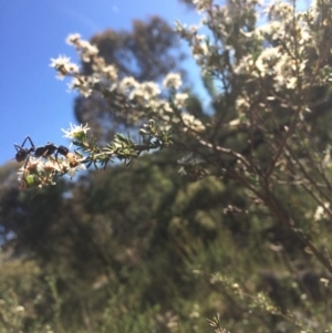 Kunzea ericoides at Burra, NSW - 5 Jan 2018