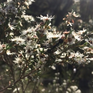 Kunzea ericoides at Burra, NSW - 5 Jan 2018