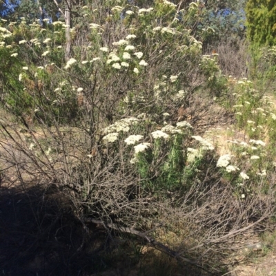 Cassinia longifolia (Shiny Cassinia, Cauliflower Bush) at Burra, NSW - 4 Jan 2018 by alex_watt